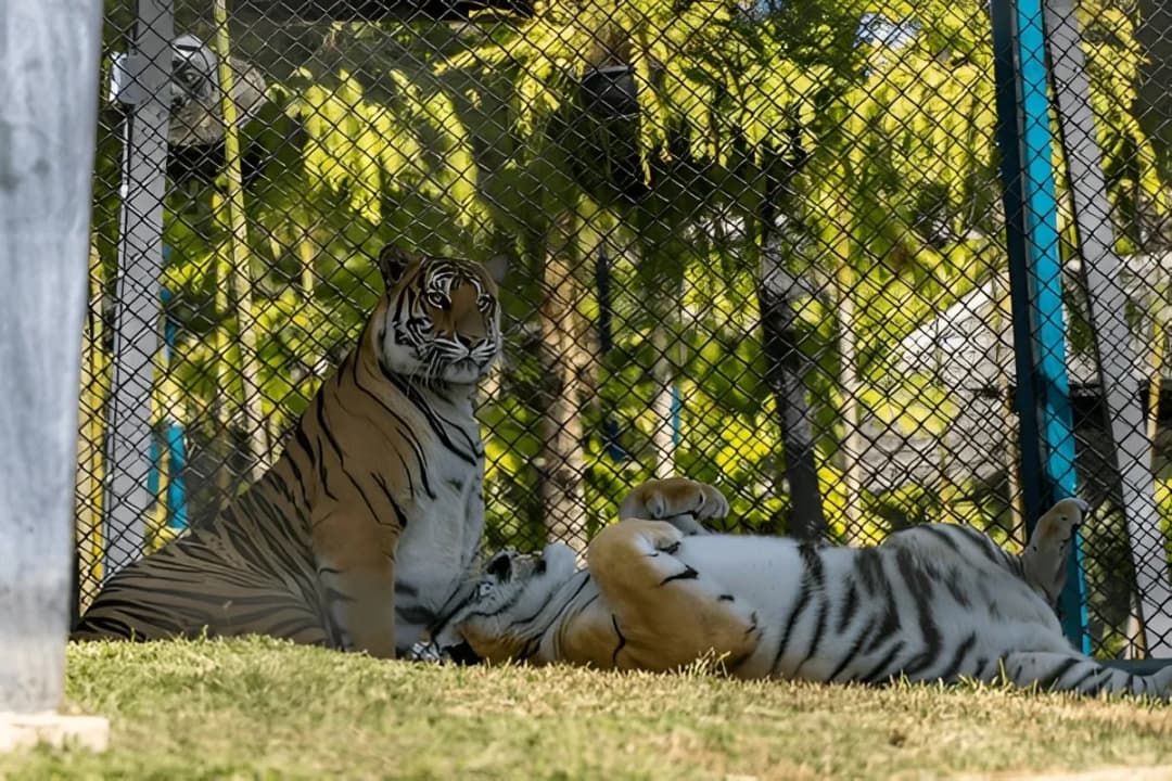 Big Tiger Enclosure