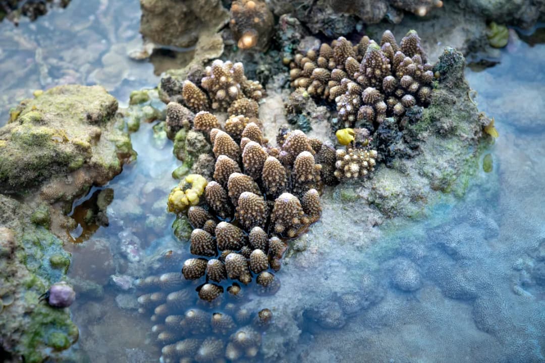 Fulhadhoo Reef