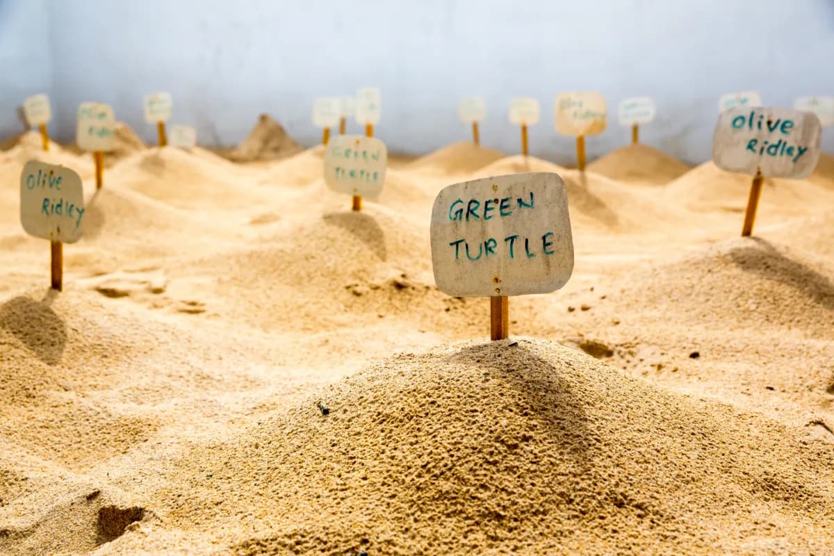 Kosgoda Sea Turtle Conservation Project