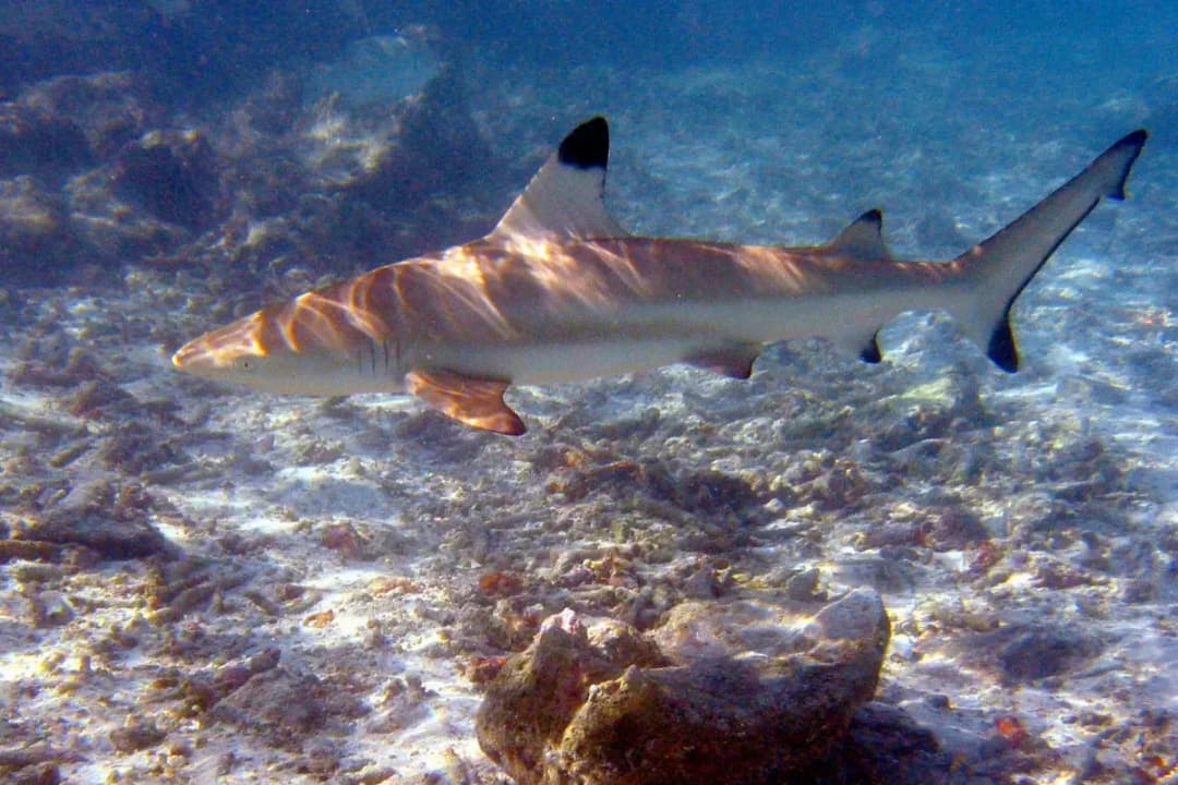 Shark Point