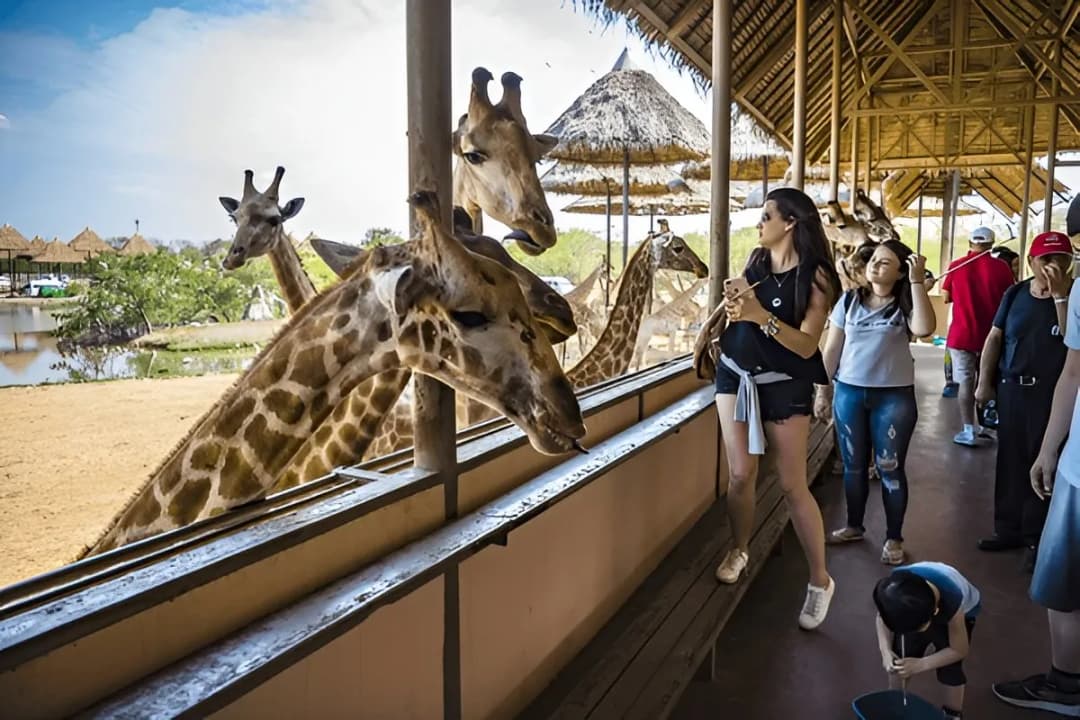 Giraffe Feeding Zone