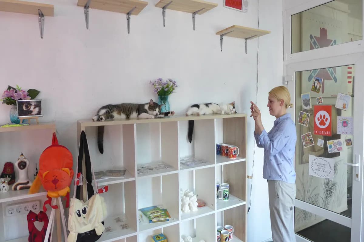 Cat Museum