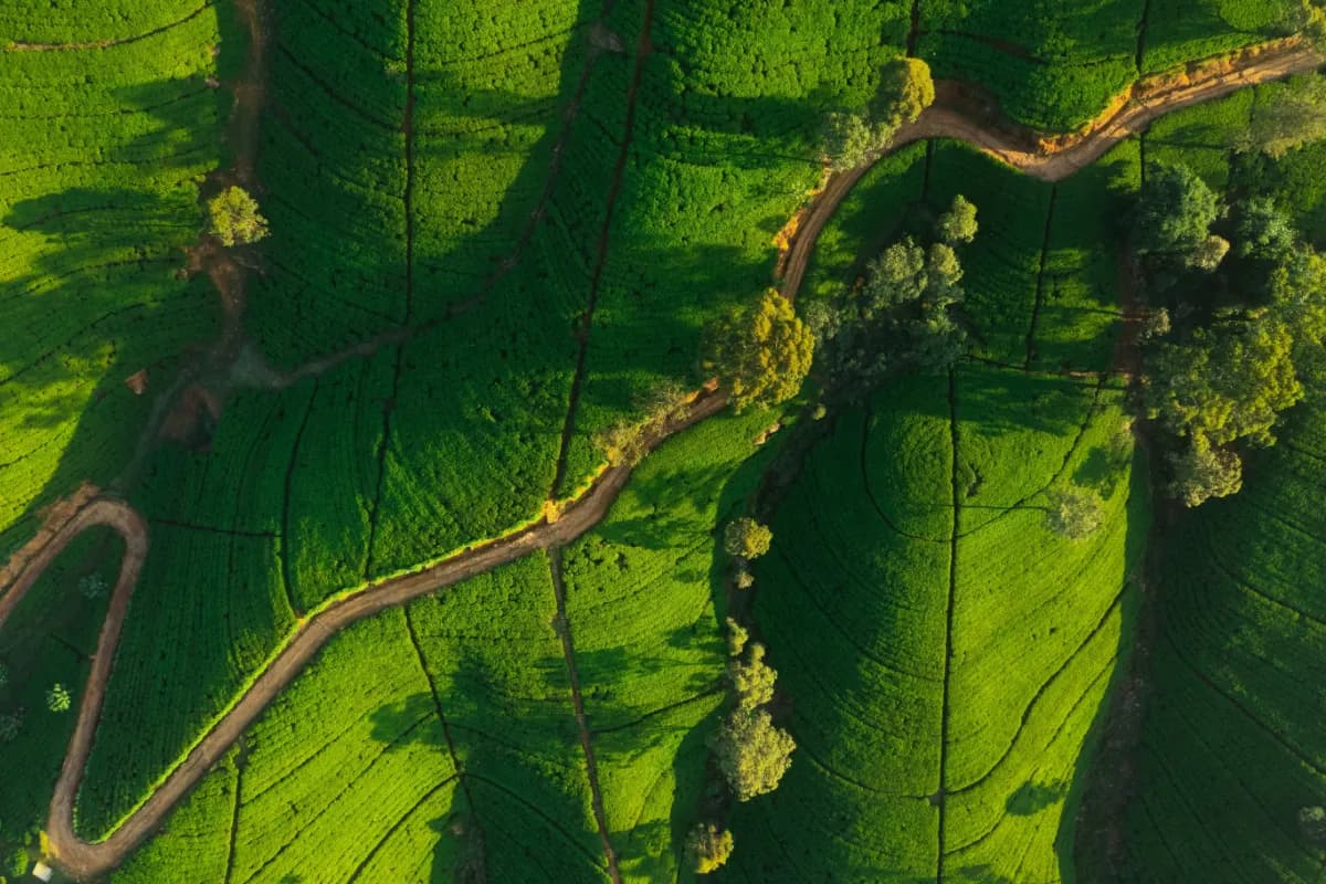 Green tea fields in Nuwara Eliya,