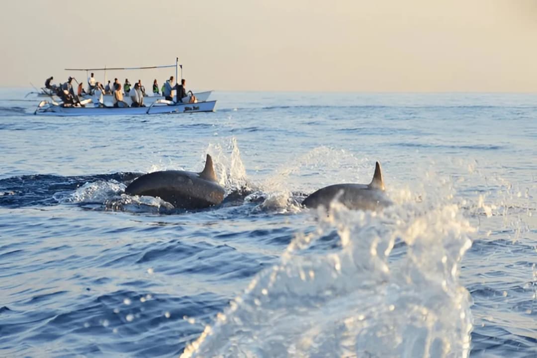 Dolphin Watching Zone