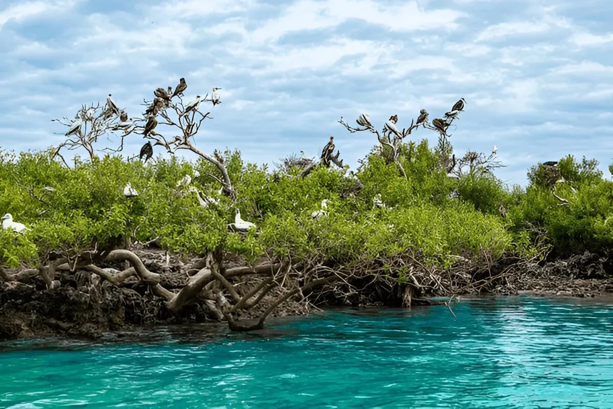 Birdwatching Safari on Bird Island