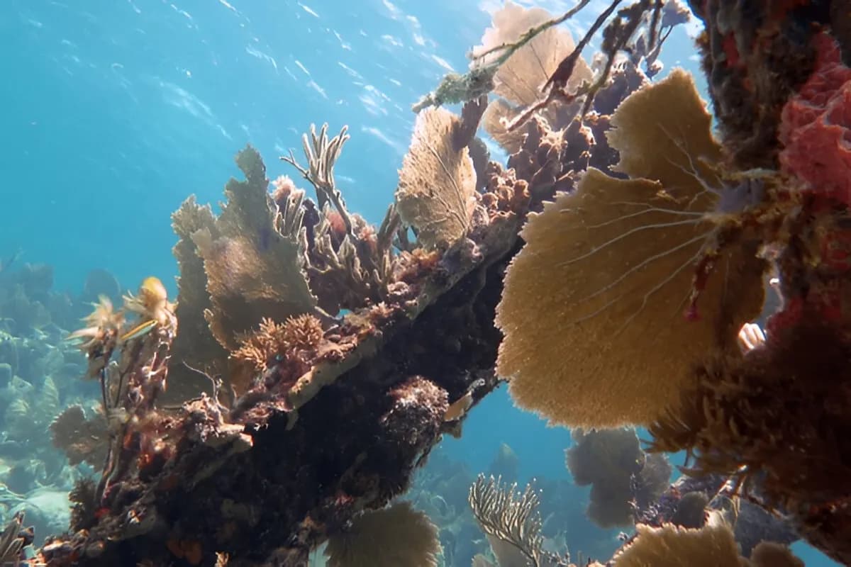 Banana Reef