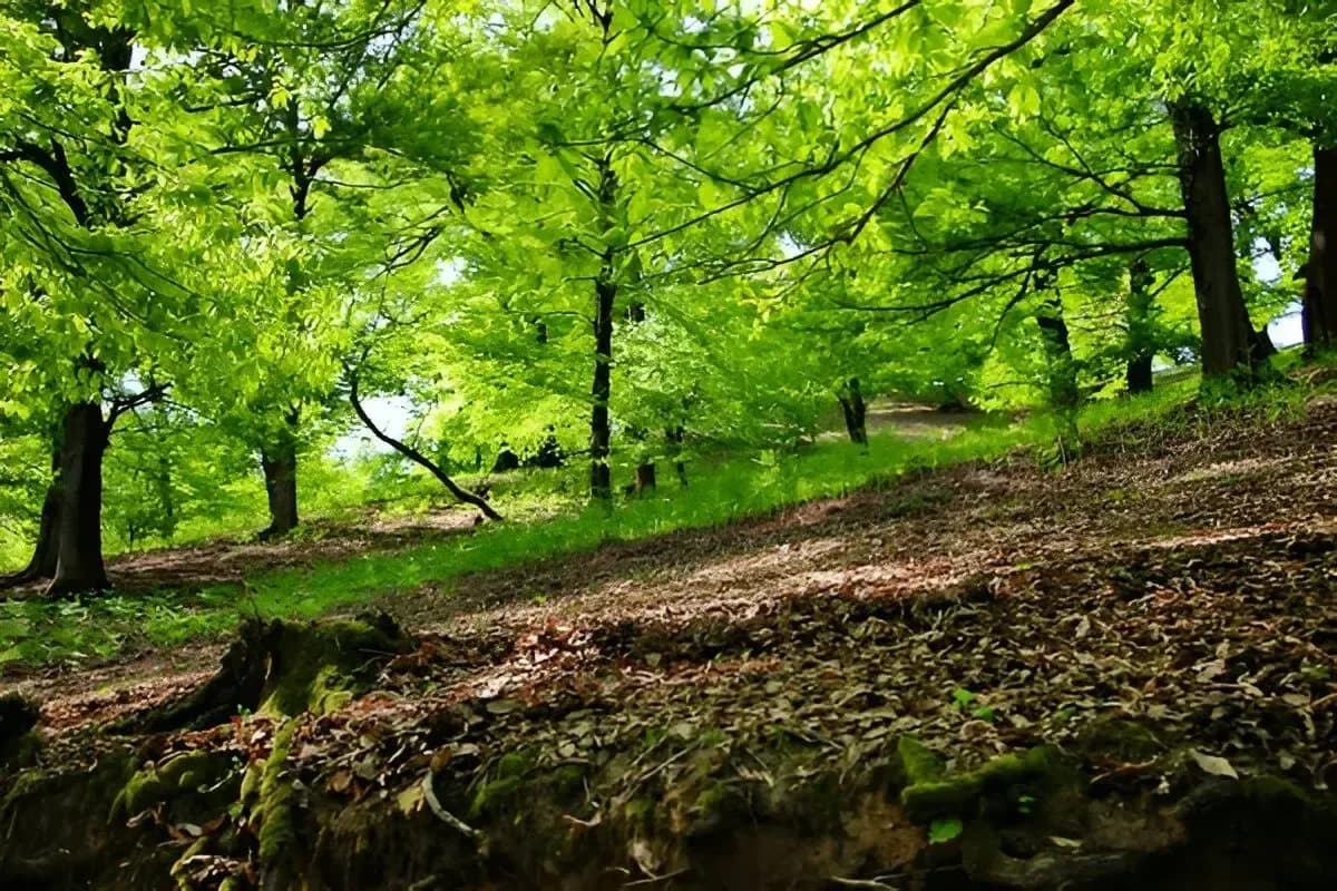 View of Hirkan National Park