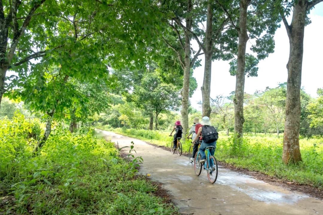 Cycling Forest Paths
