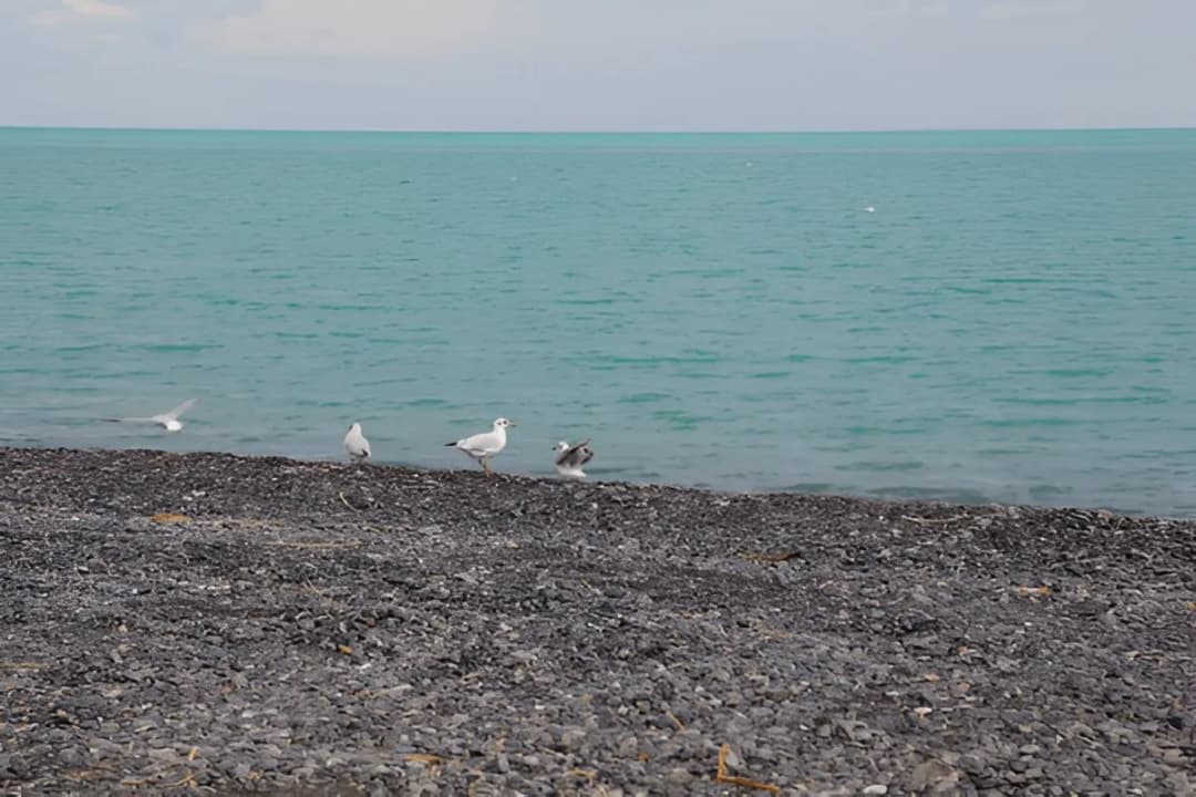 Bird-watching Points