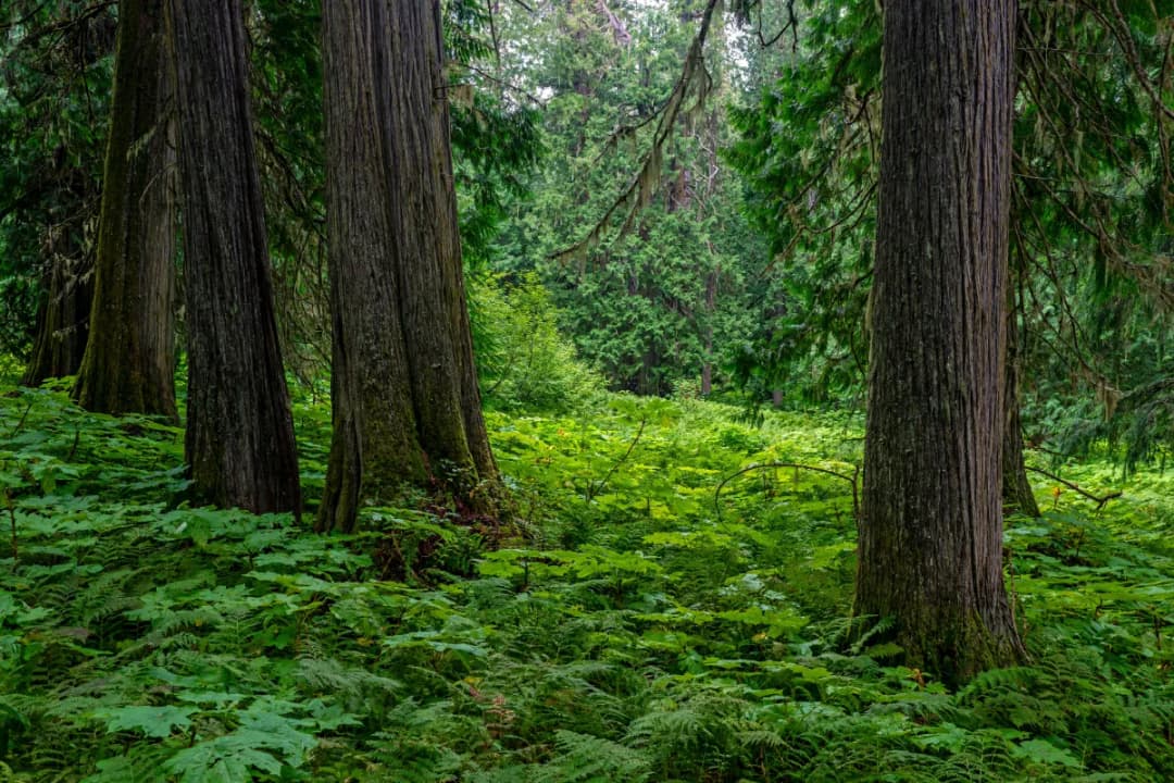 Ancient Hirkan Forests