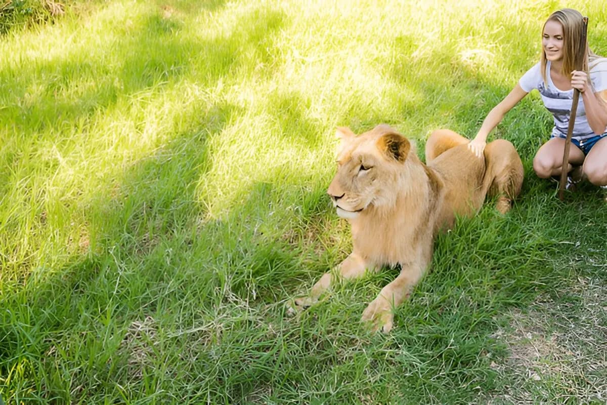 Walk with Lions at Casela Park
