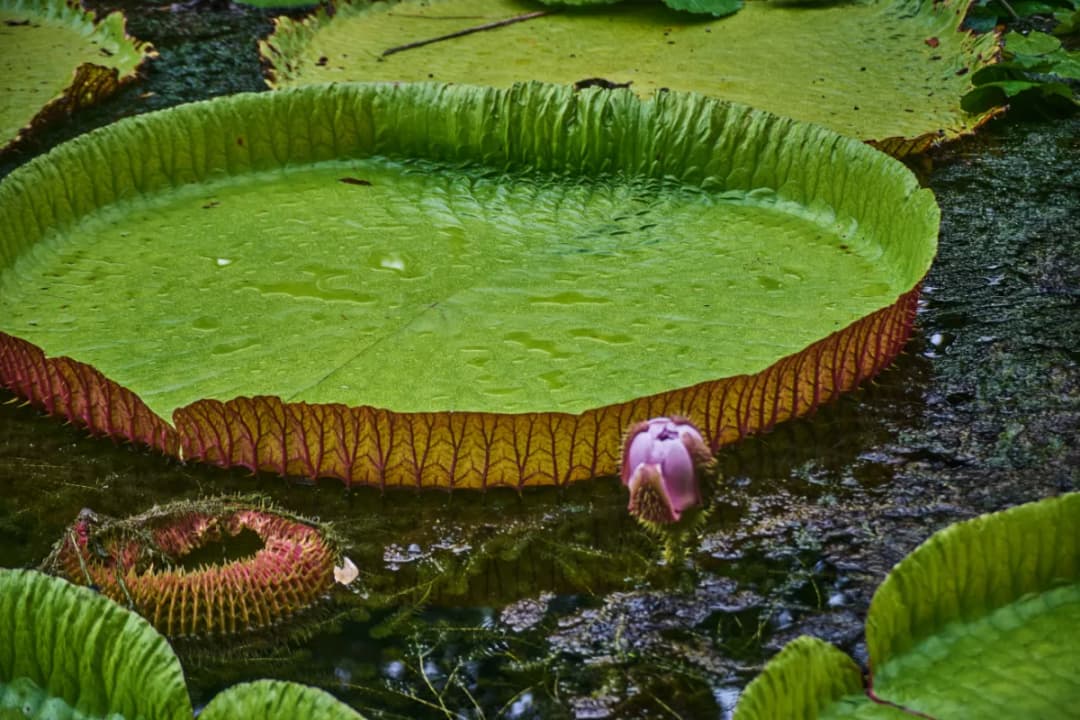 Giant Water Lilies