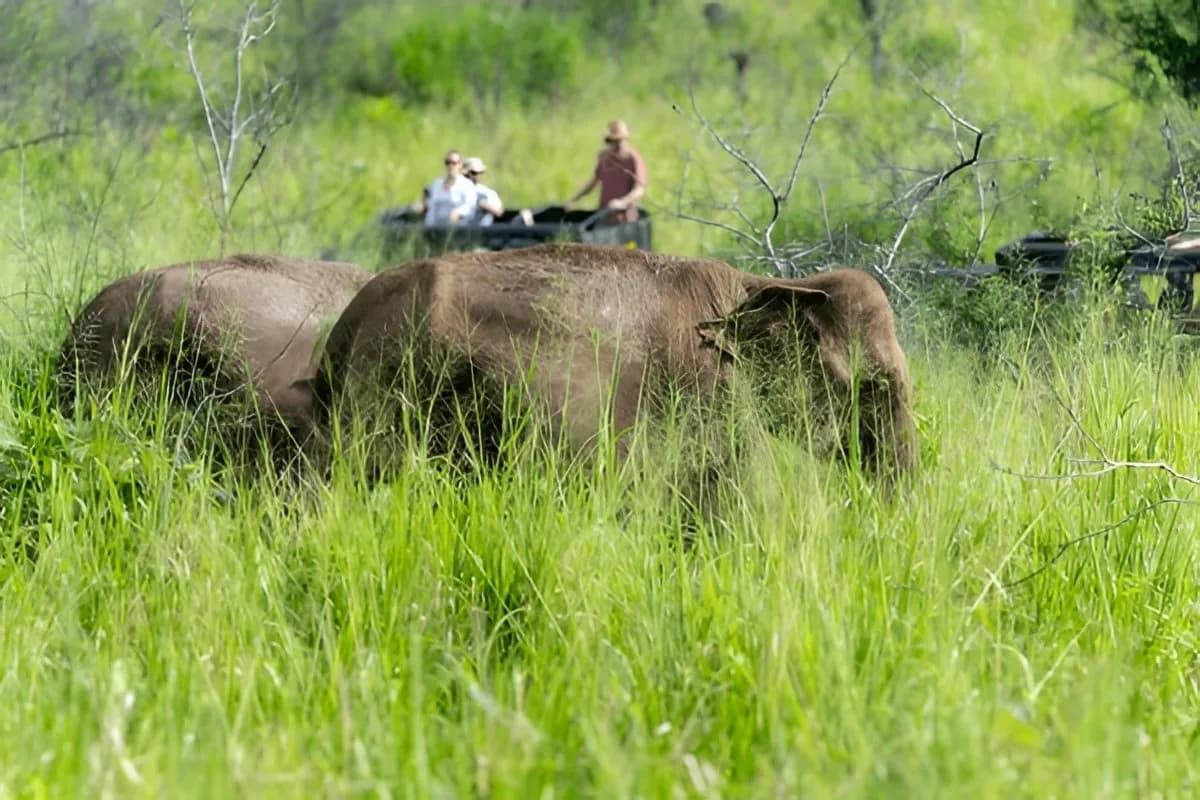 Wildlife Safari in Sri Lanka