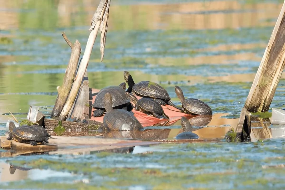 Visit a Turtle Hatchery at Bentota