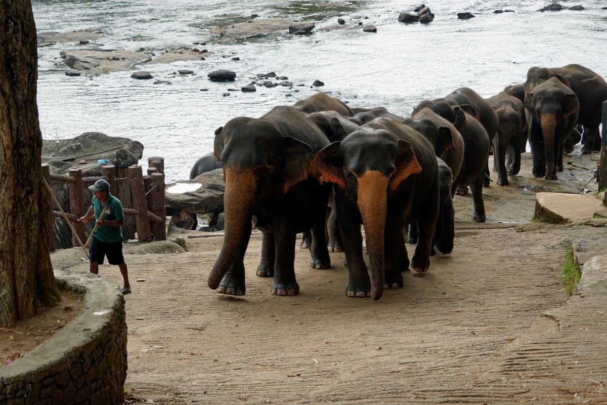 Pinnawala elephant, Sri Lanka