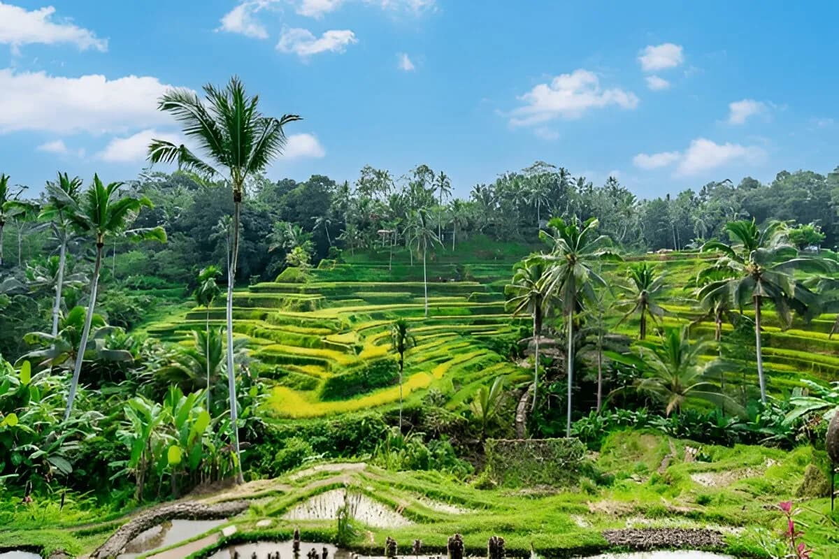 Tegallalang Rice Terraces