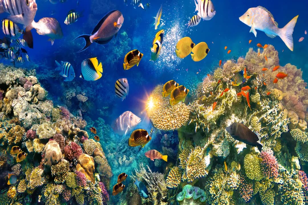 Blue Bay Marine Park