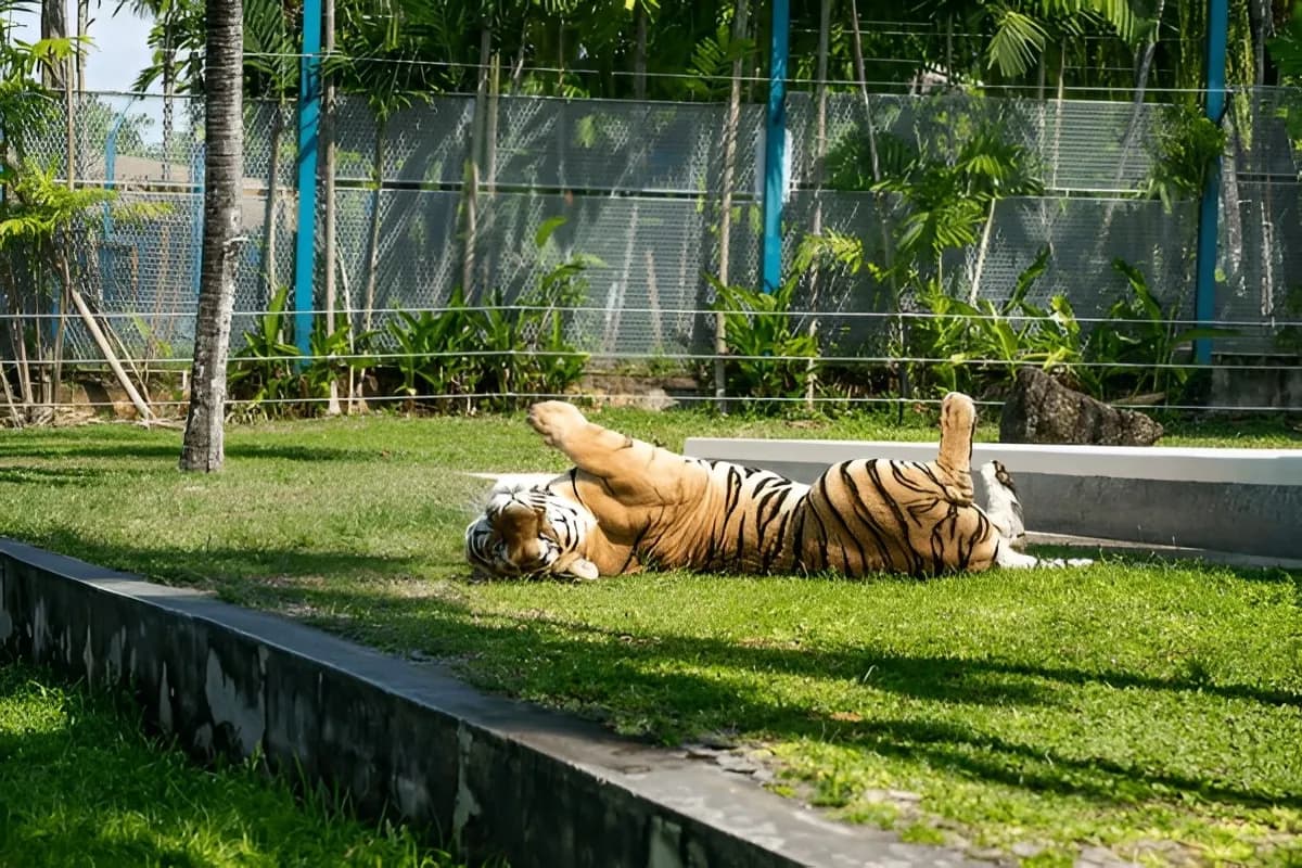 Tiger Kingdom