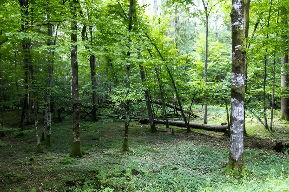 Belovezhskaya Pushcha National Park