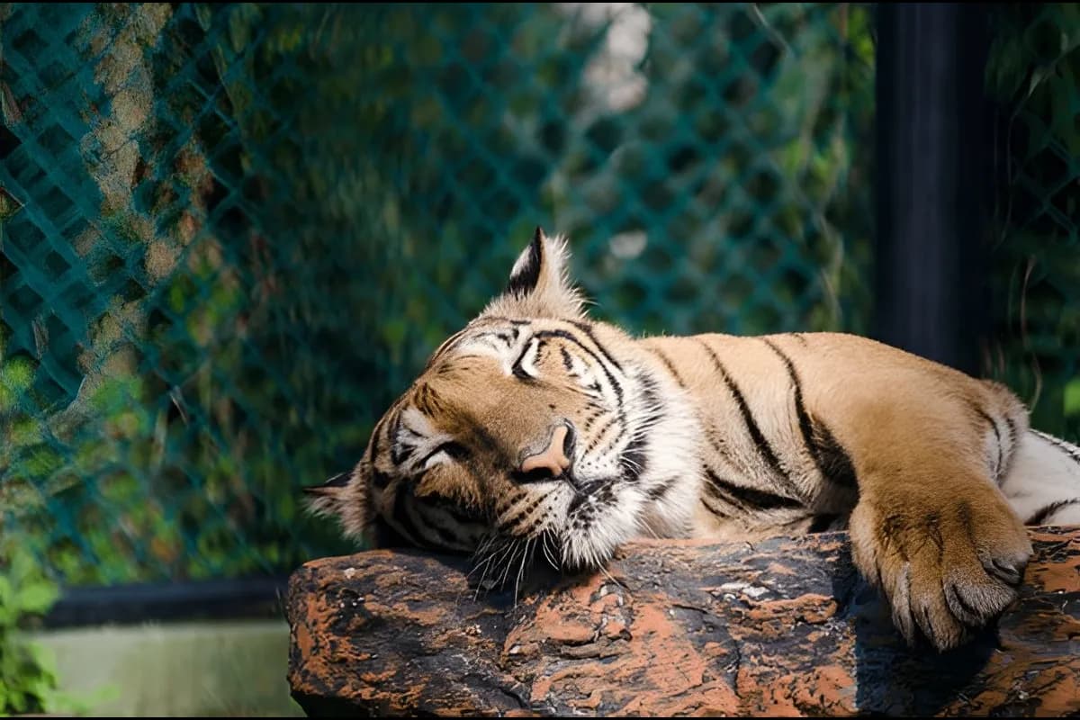 Dehiwala Zoological Gardens