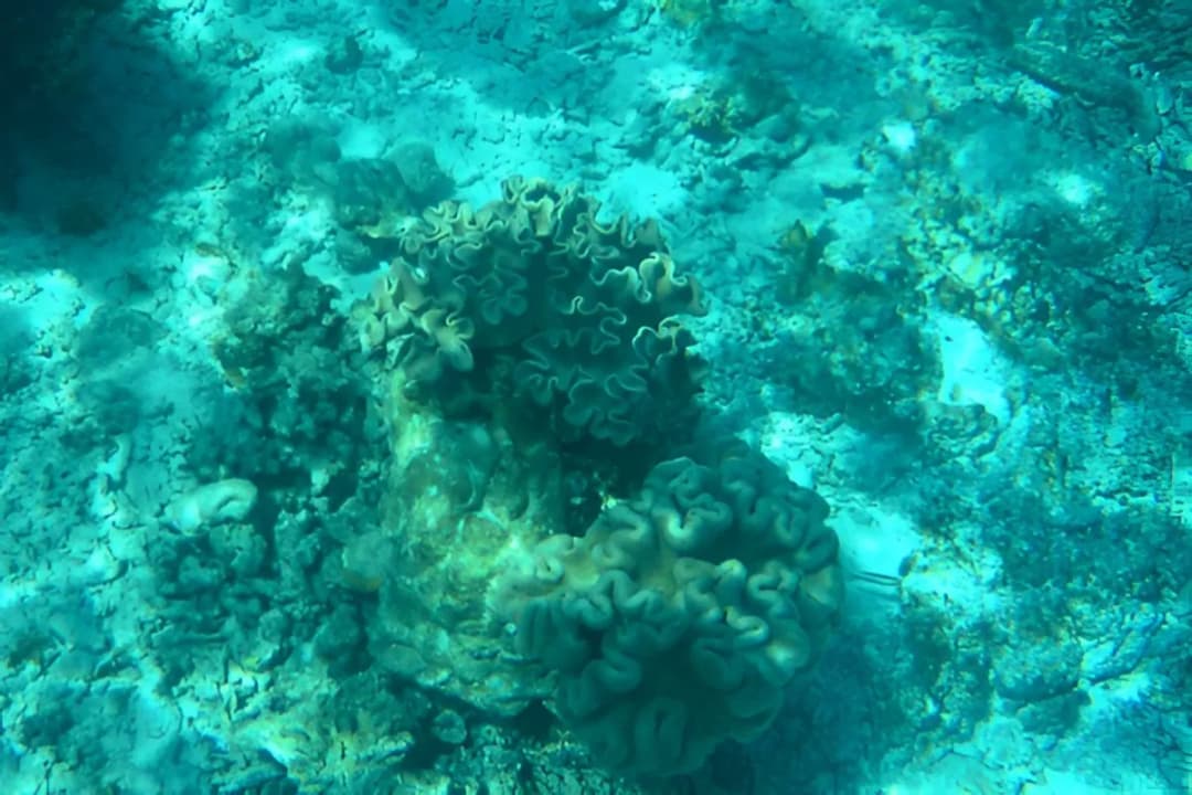 Biyadhoo House Reef
