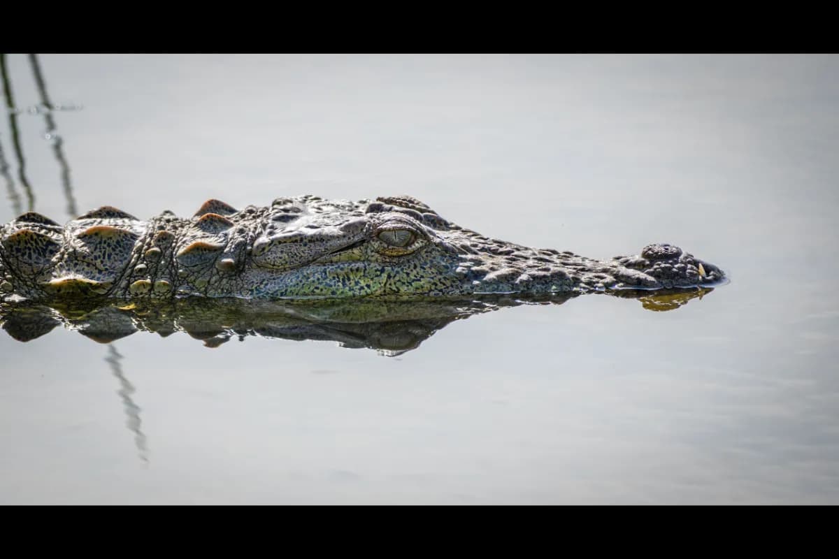 Bundala National Park