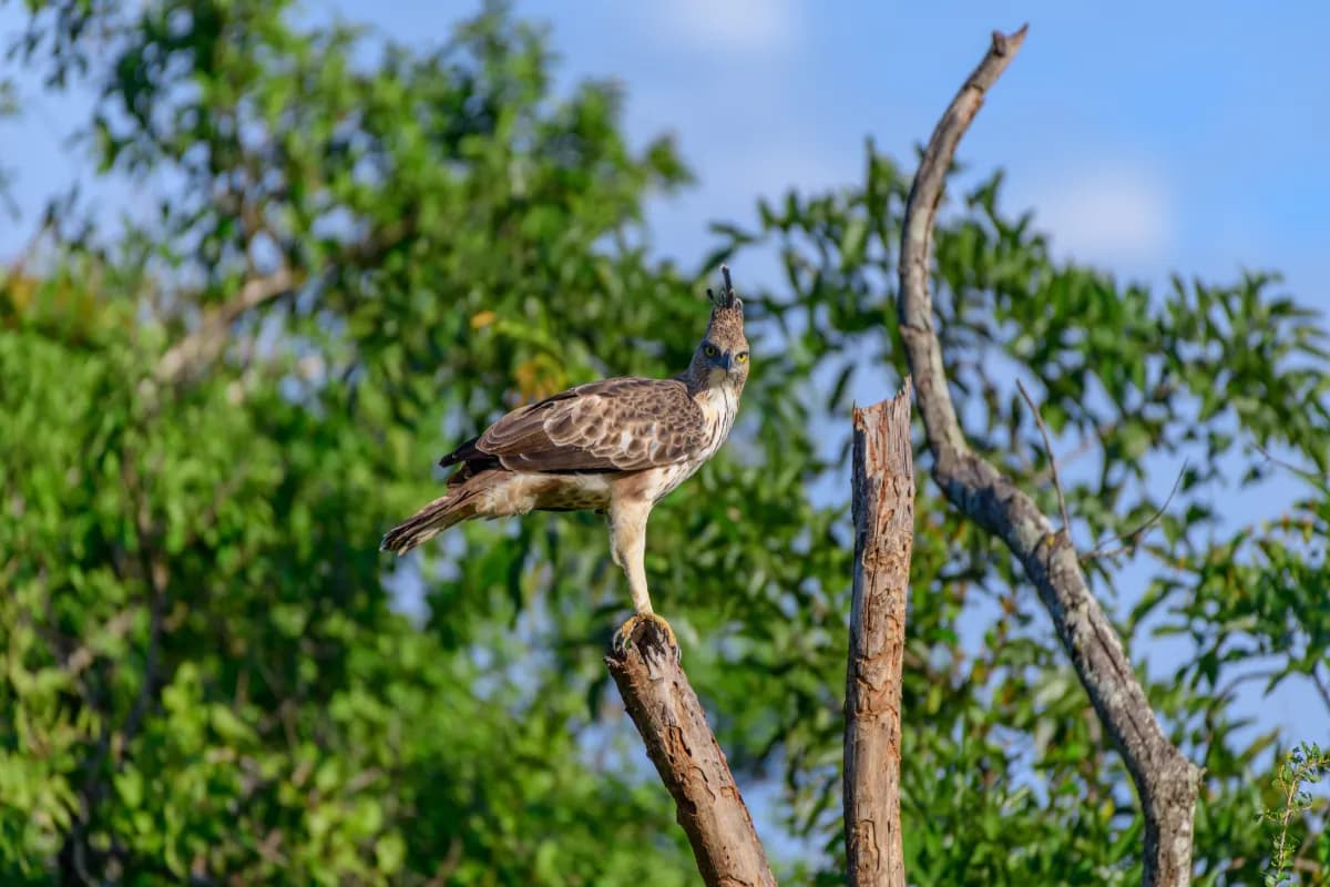 Udawalawe National Park