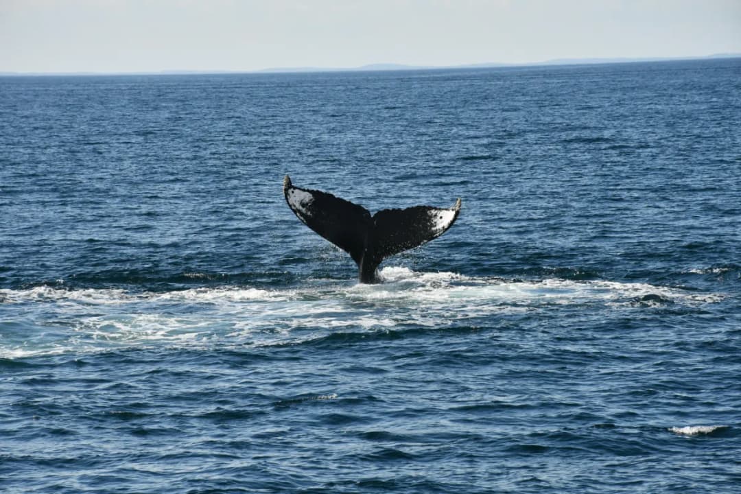 Manta Point