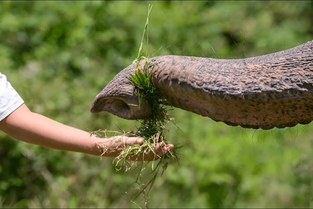Animal Feeding Sessions