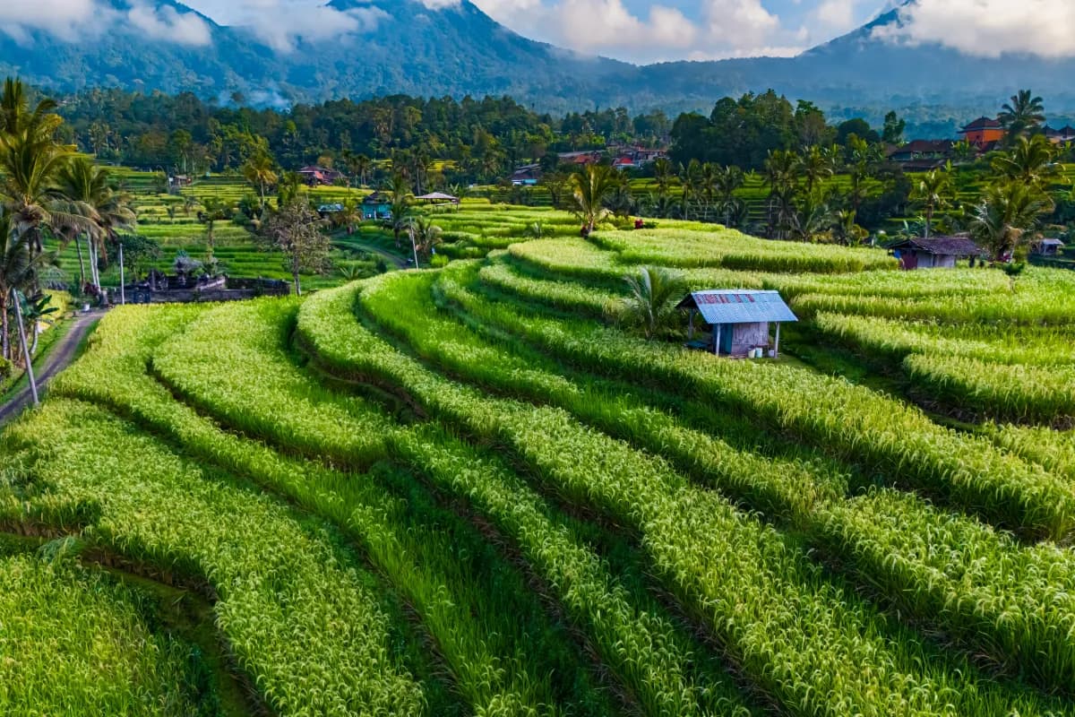Jatiluwih Rice Terraces