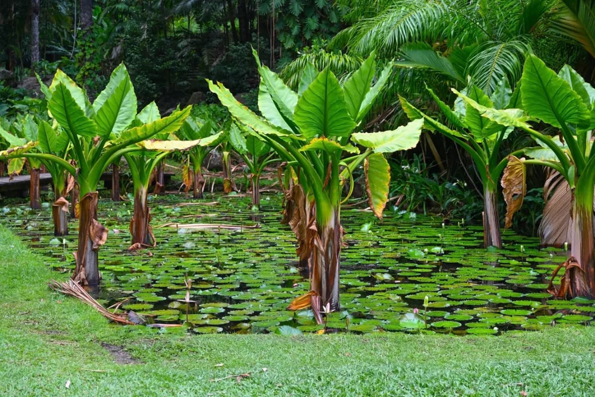 Victoria Botanical Gardens