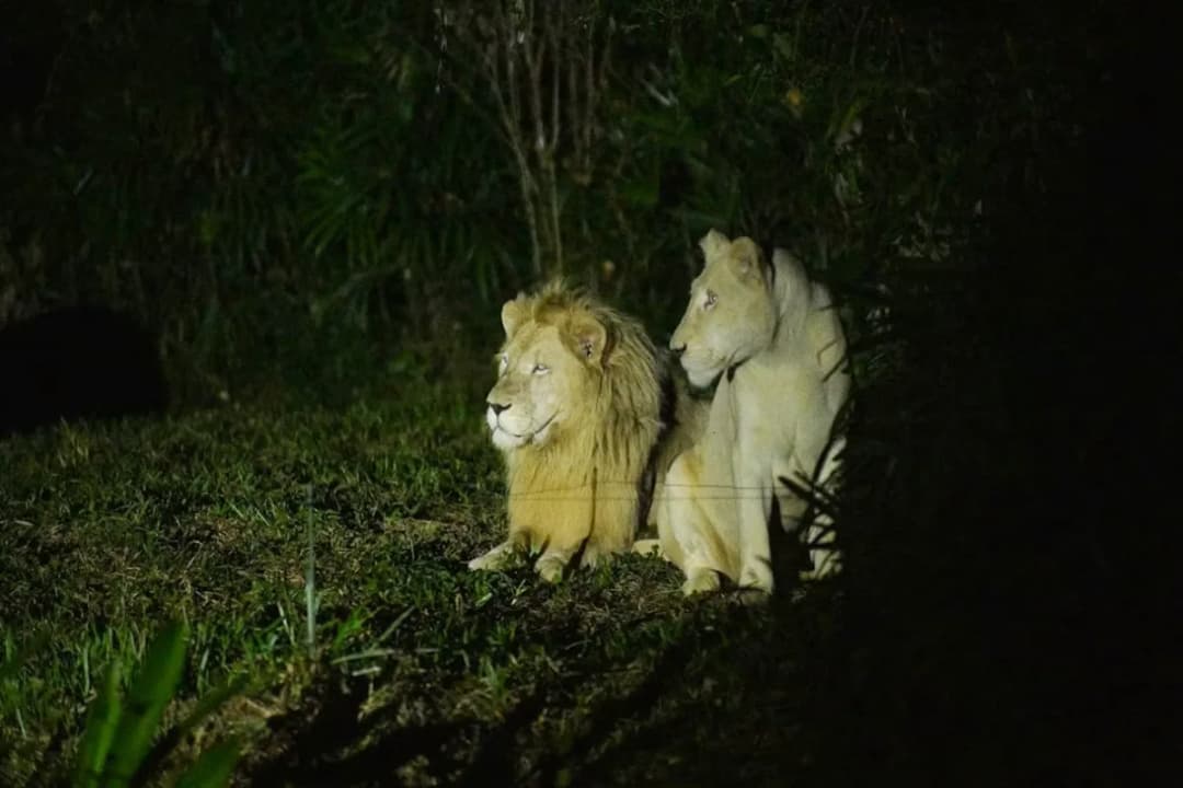 Night Wildlife Safari