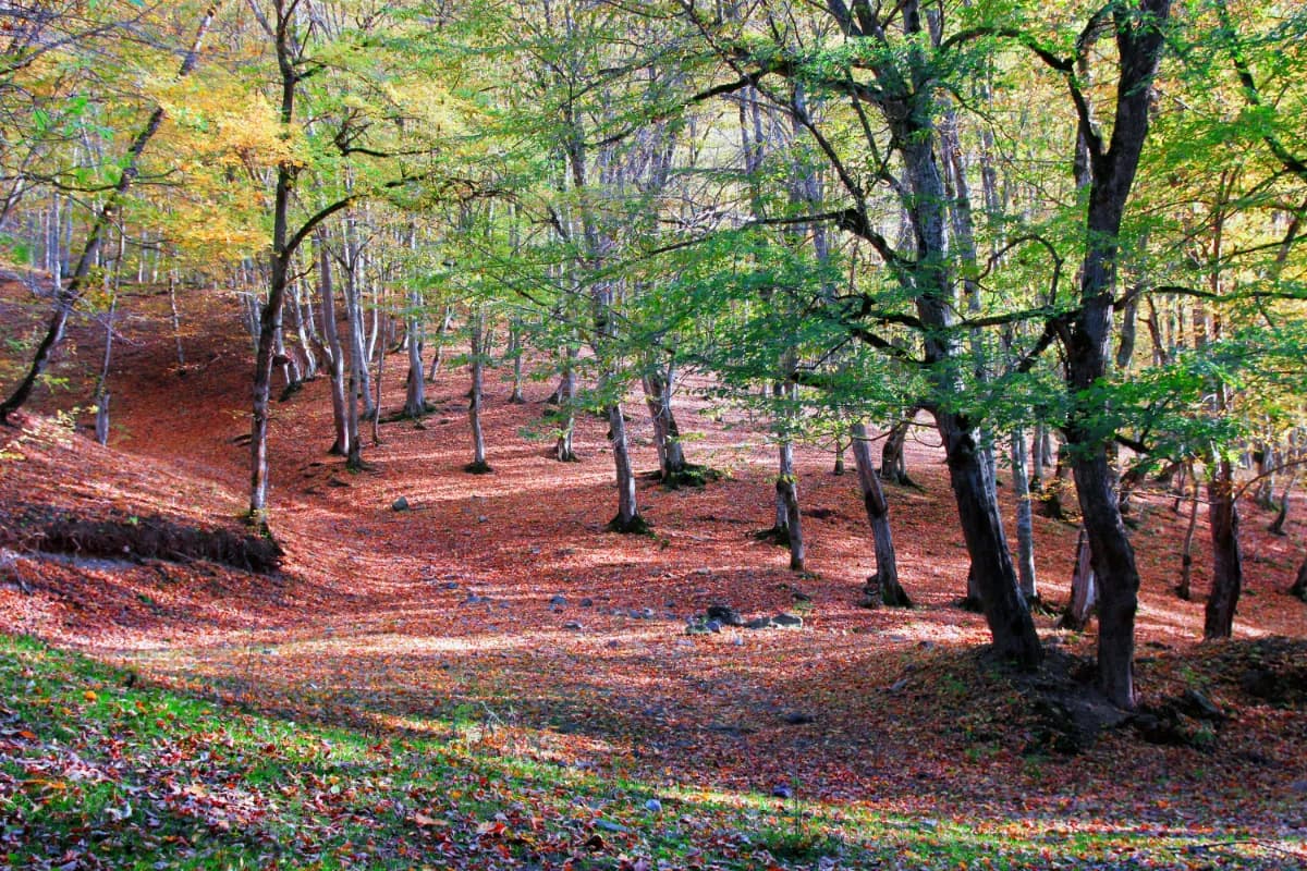 Dilijan National Park