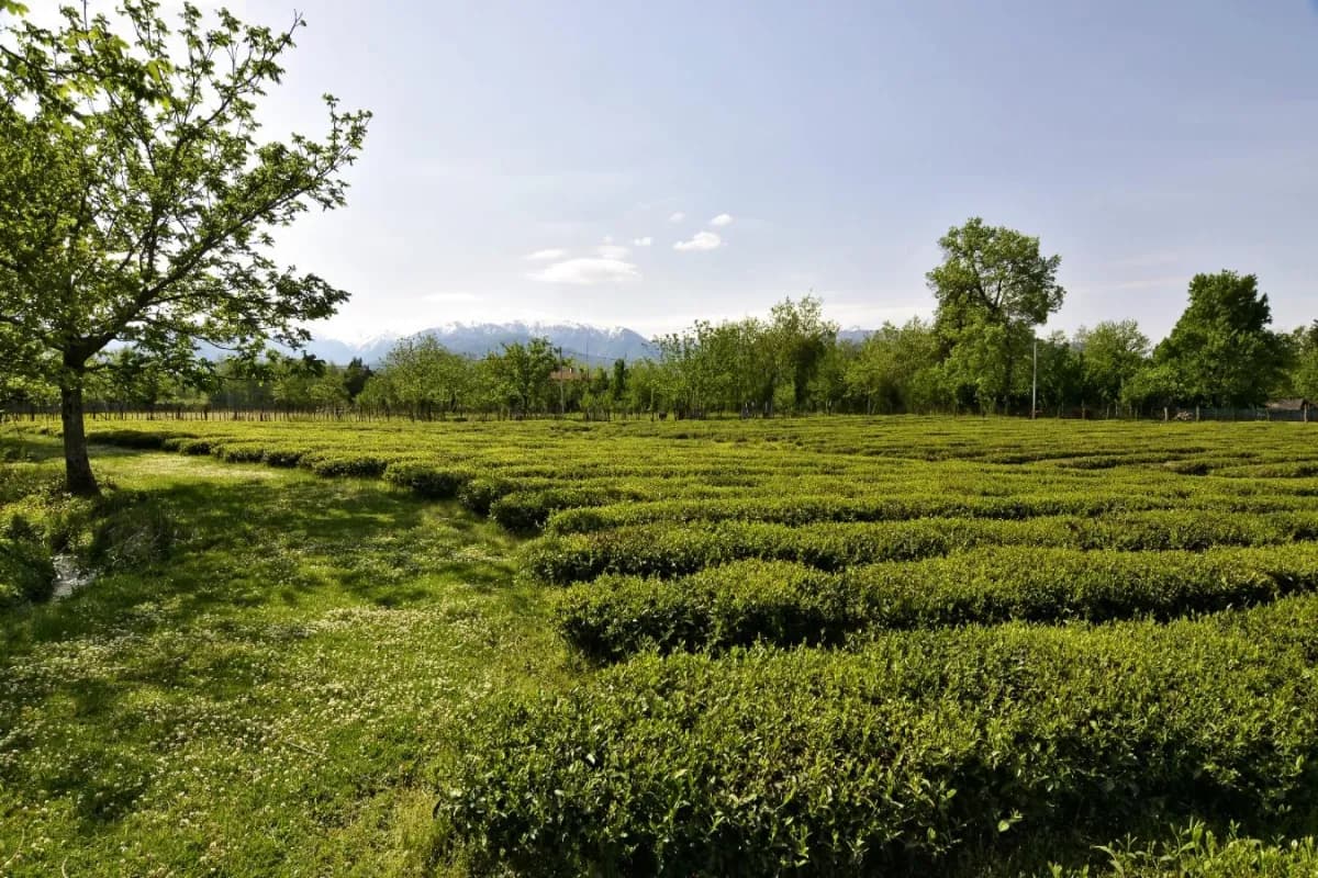 The Tea Route – Guria