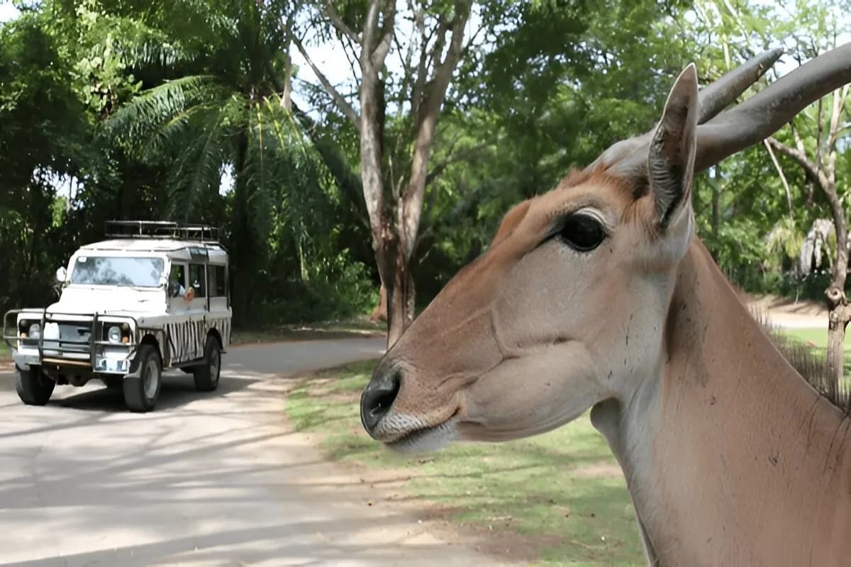 Explore Bali Safari and Marine Park