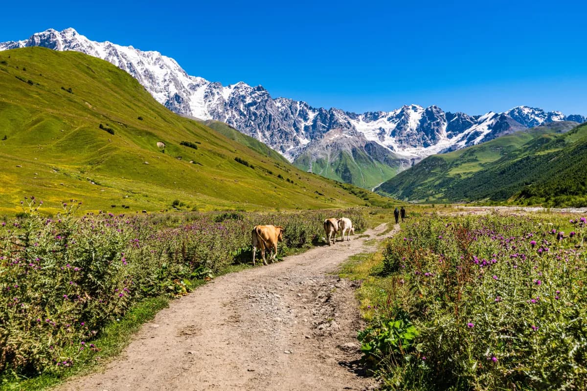 Caucasus Mountains
