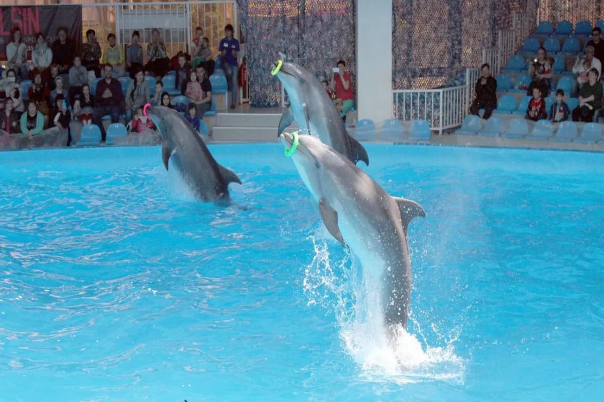 Dolphinarium Nemo Almaty