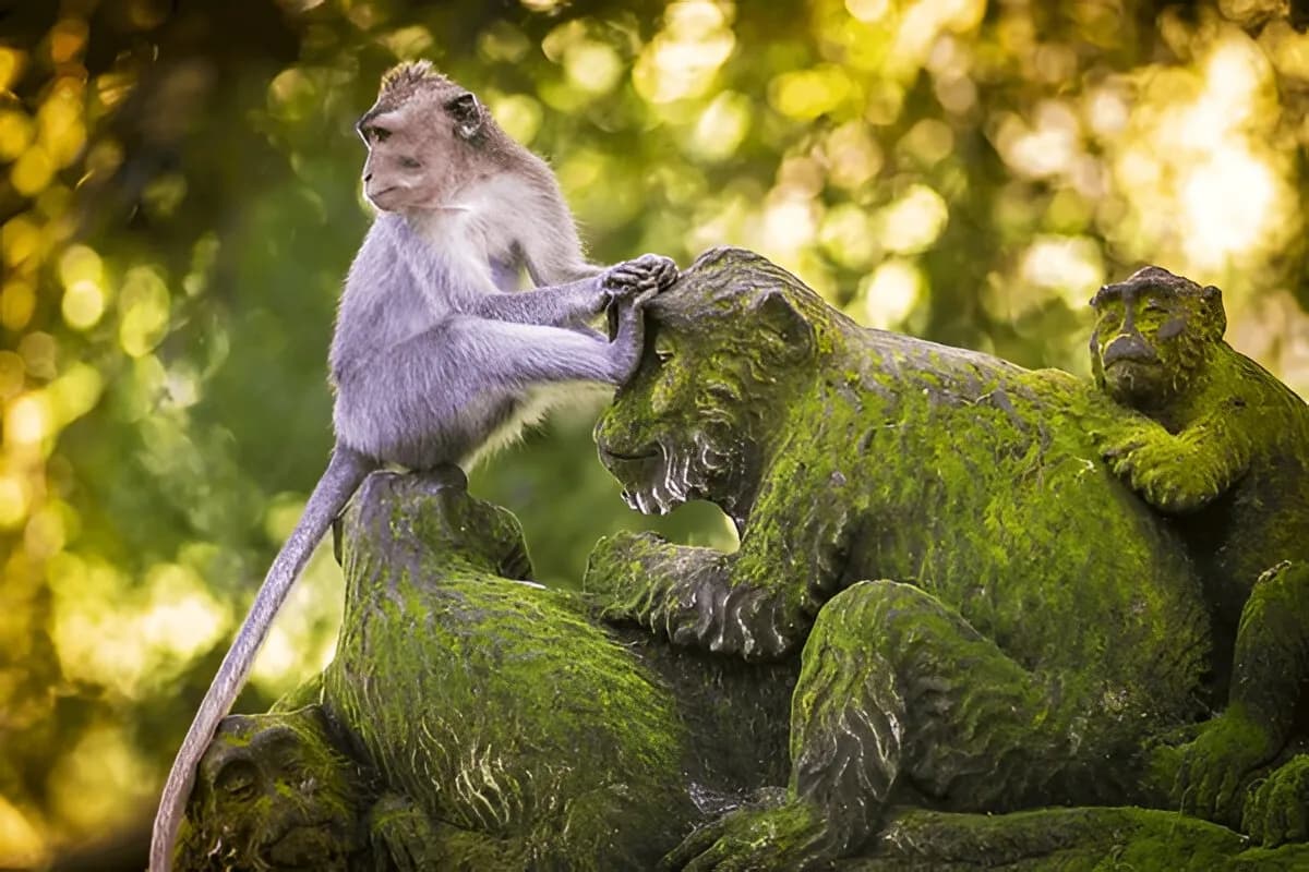 Playful Monkeys at Ubud Monkey Forest