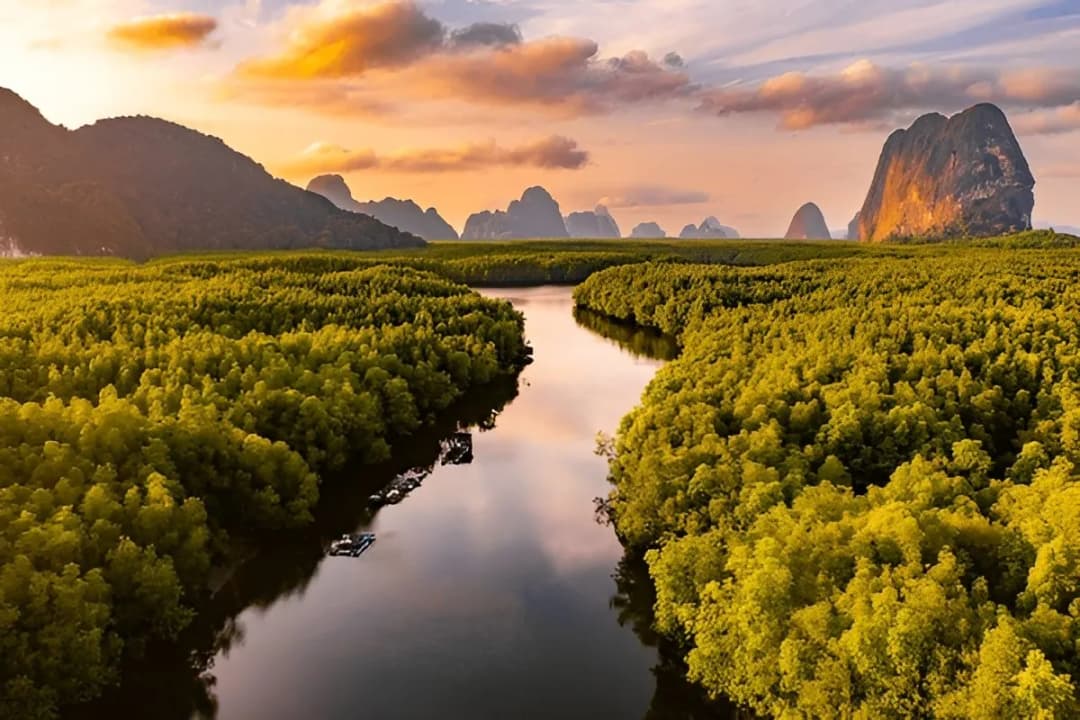 Mangrove Forest Routes