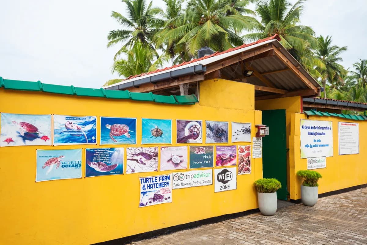 Turtle Sanctuary