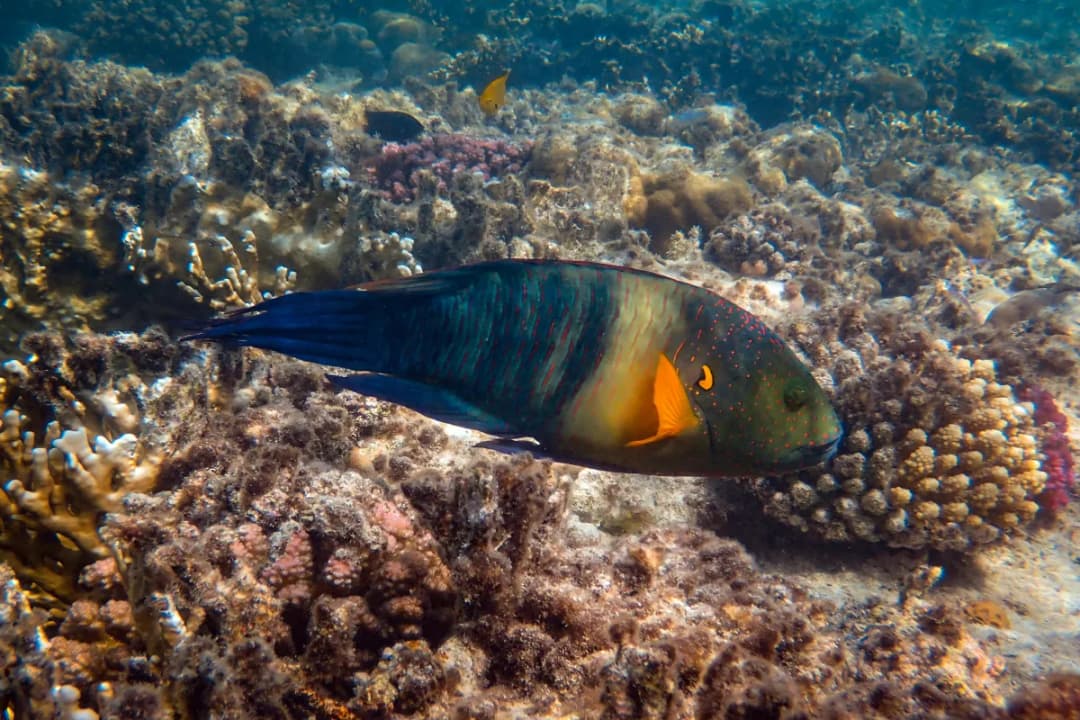 Hulhumale Reef