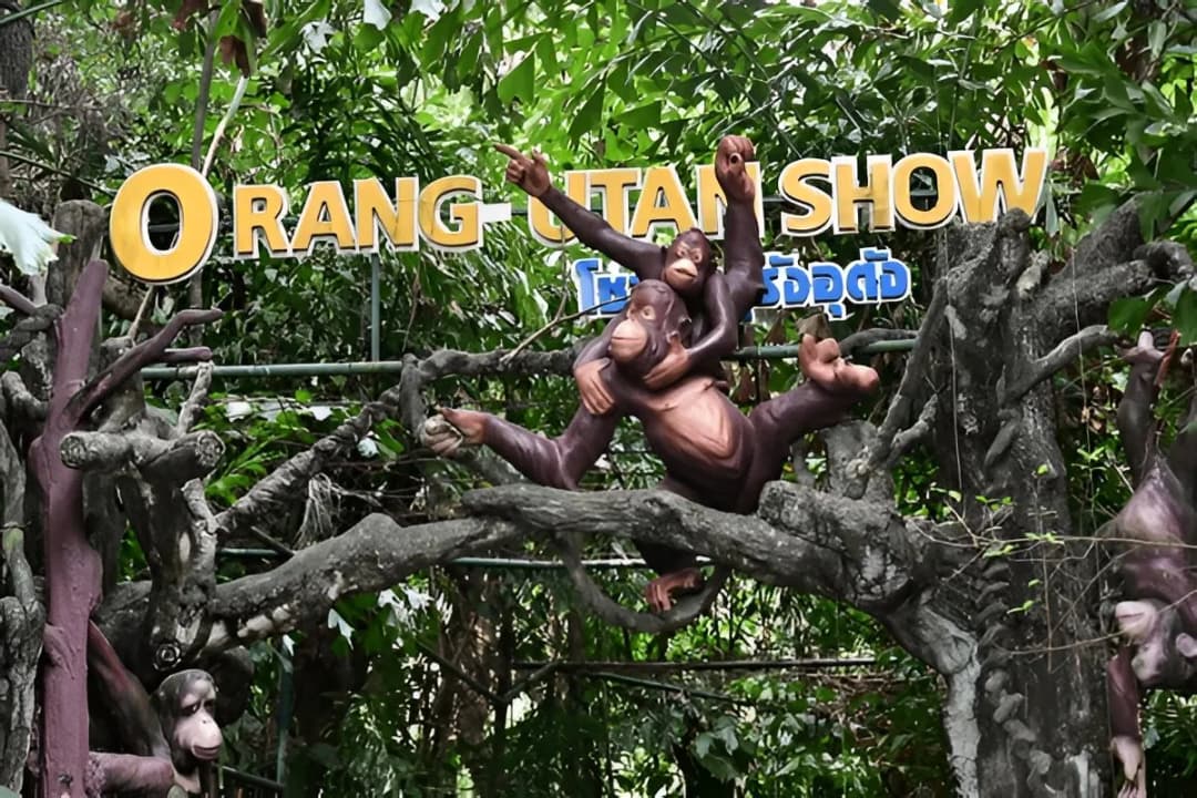 Orangutan Show