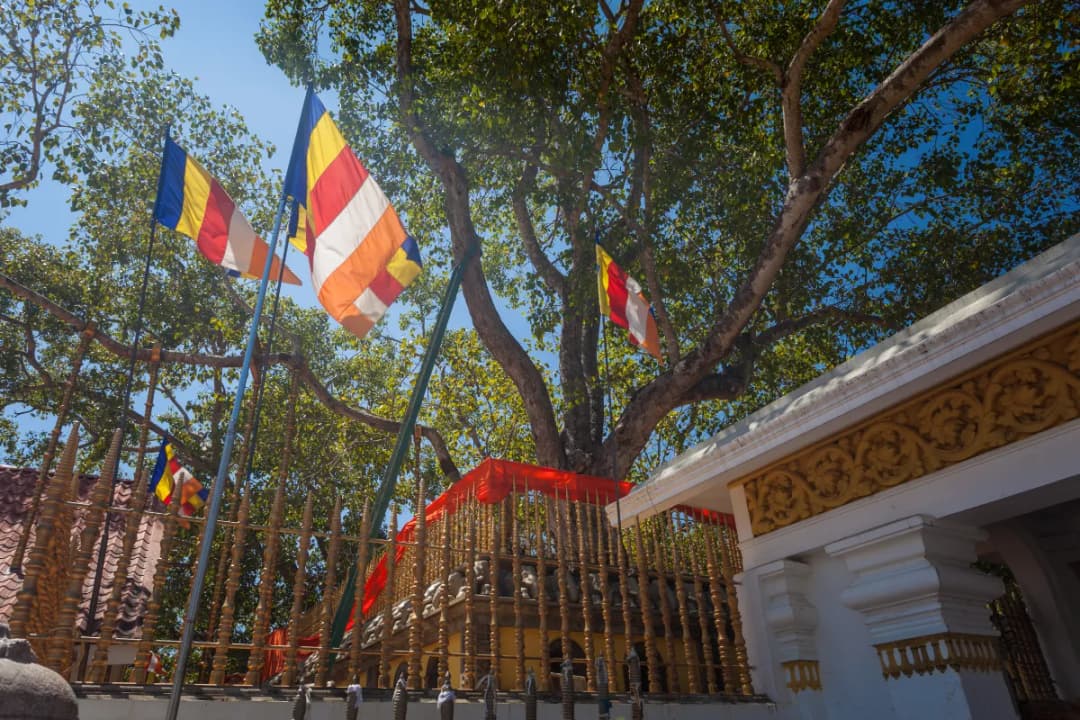 Sacred Bodhi Tree Platform