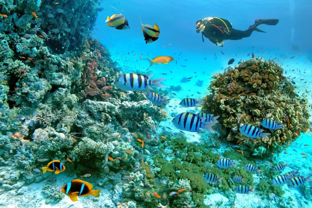 Scuba Diving at Hurghada