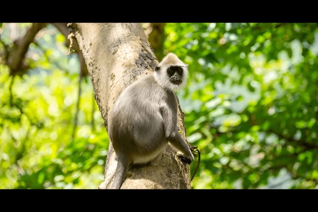 Highland Wildlife Sightings