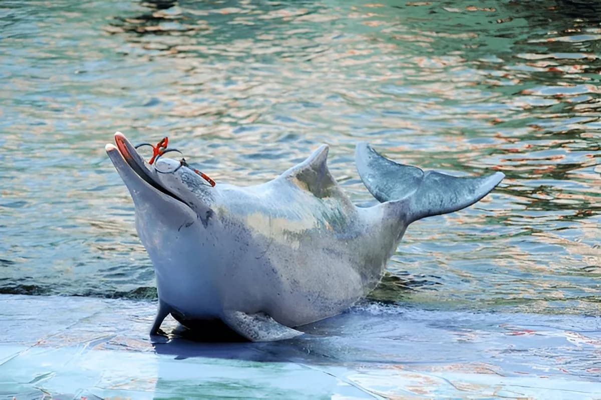 Pattaya Dolphinarium