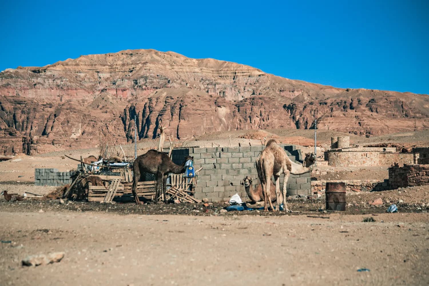 Bedouin settlement in the Sinai desert
