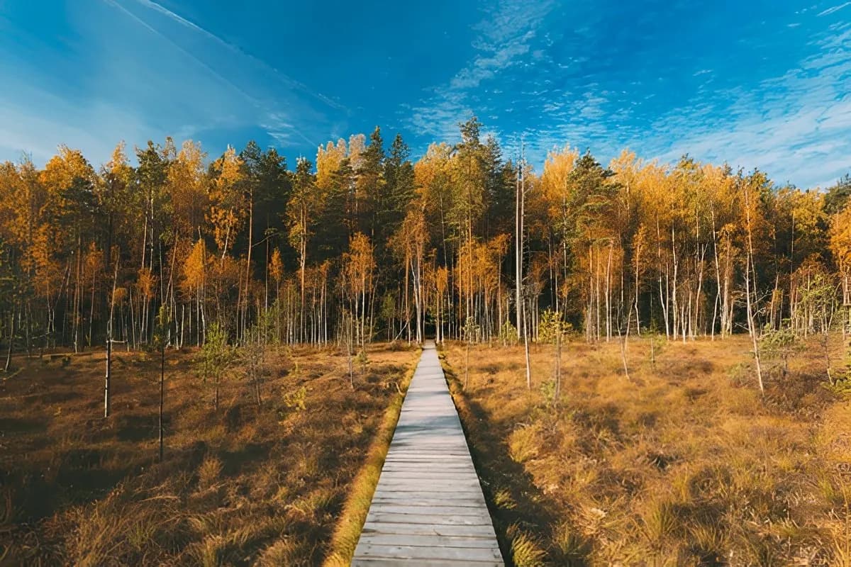 Berezinsky Biosphere Reserve