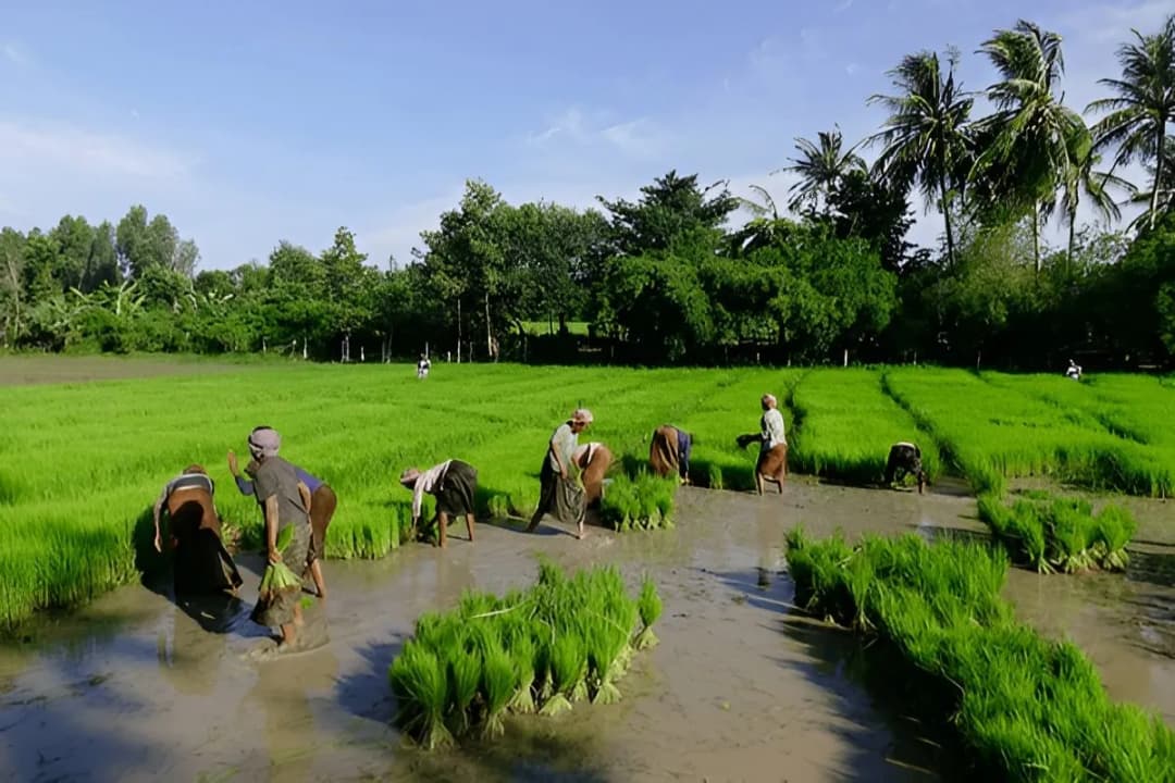 Rice Paddy Landscapes