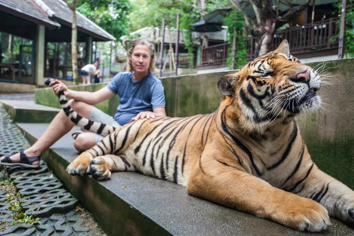 Tiger Kingdom